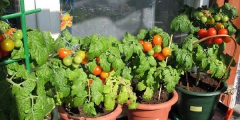 Kako uzgajati cherry paradajz na prozorskoj dasci kod kuće